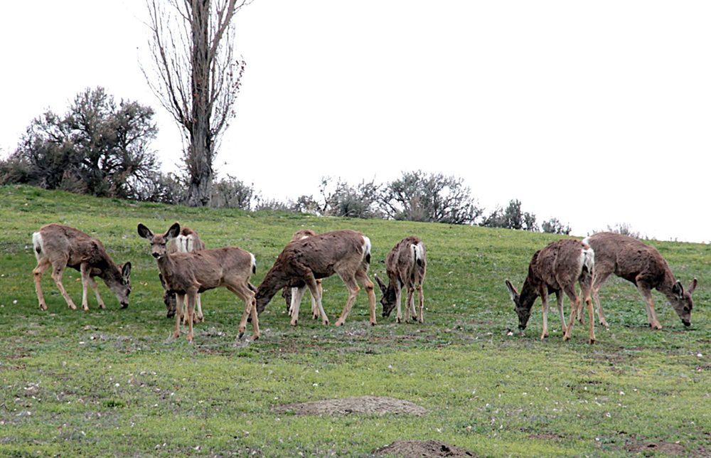 Year in Review: Mule deer on the rise in Spring Creek